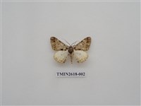 藏品(尺蛾137)的圖片